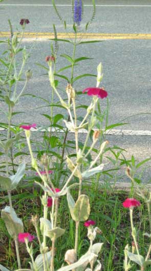 assortedflowers1