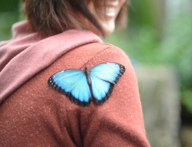 open butterfly