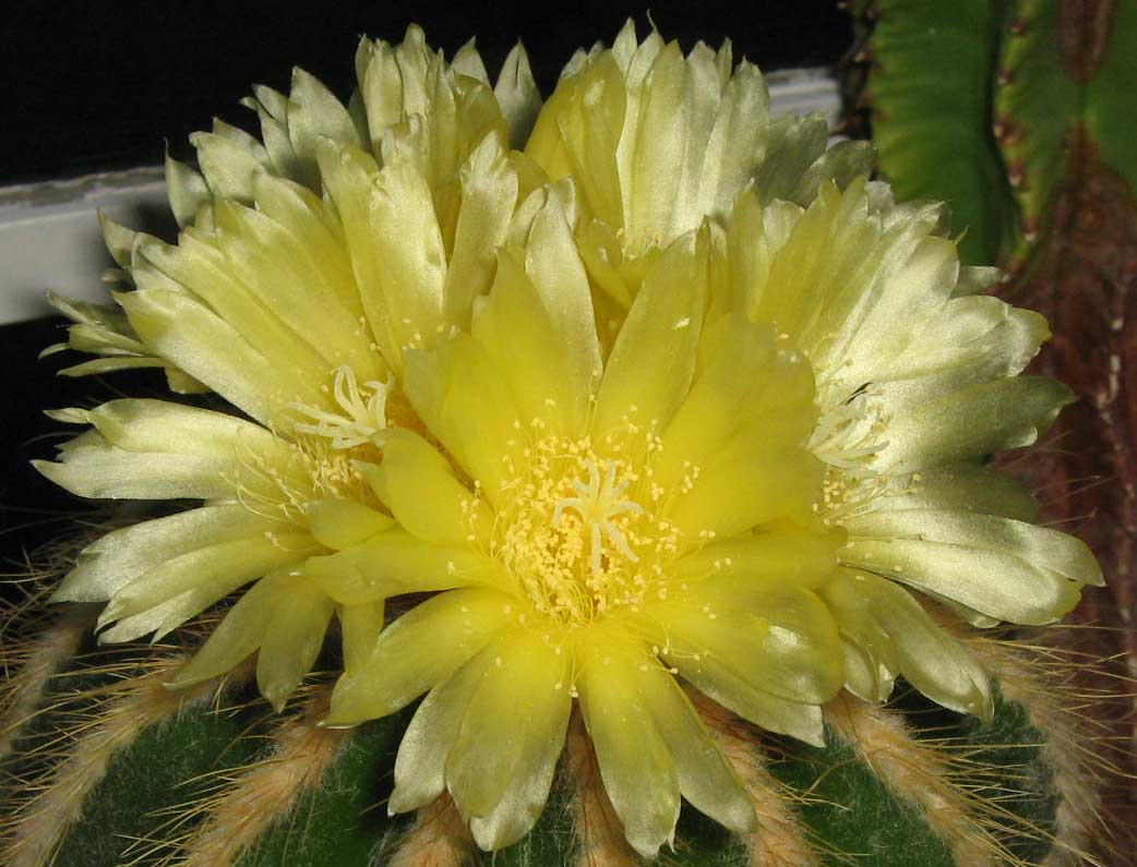 cactusblossom1