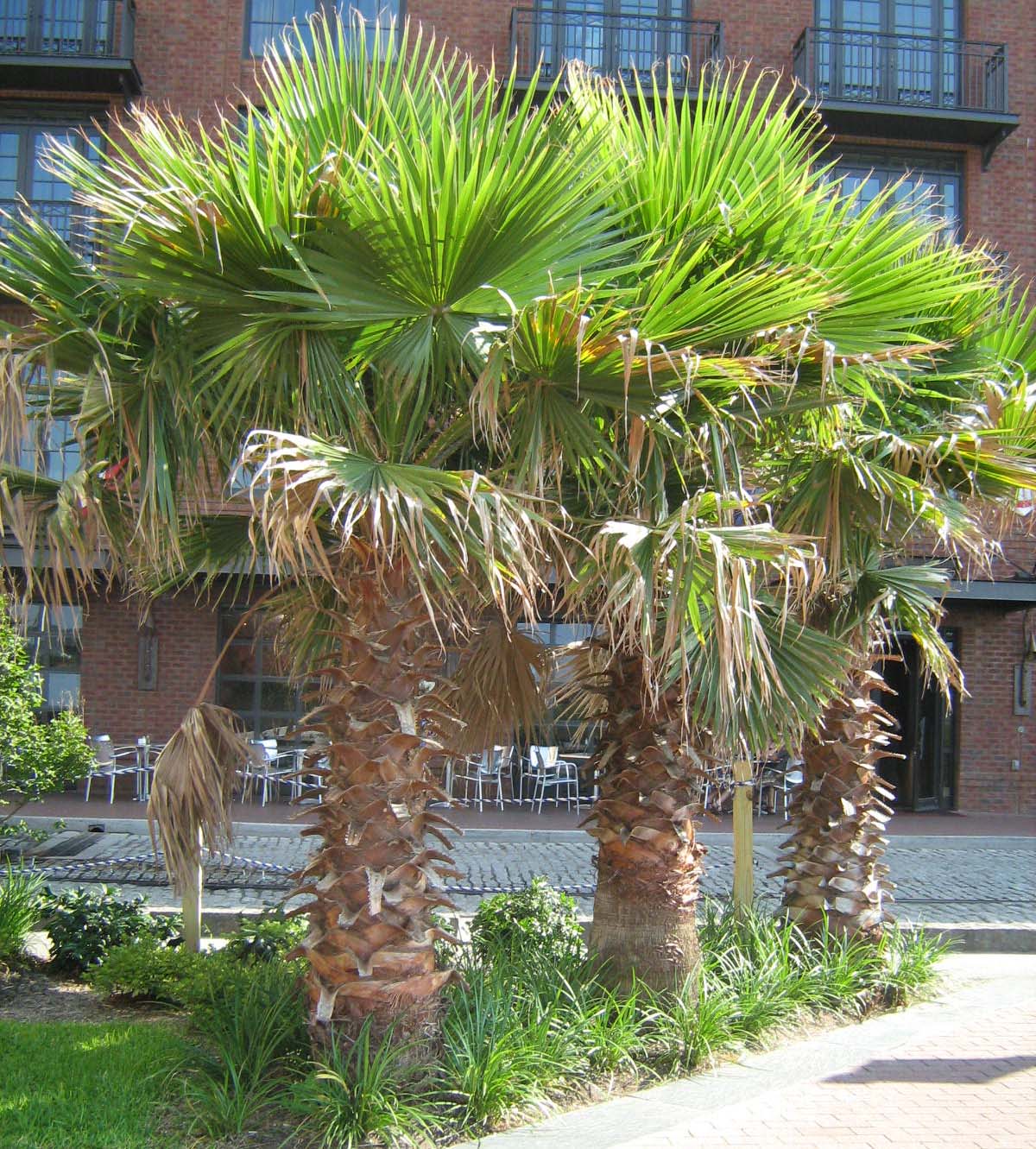 palmtrees1