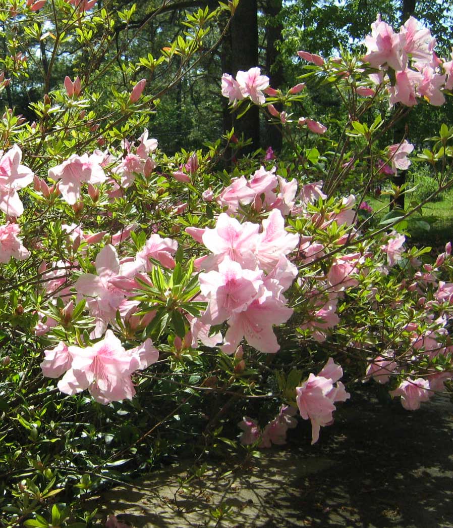 pink_azalea2