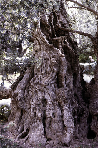 olive_trunk_500
