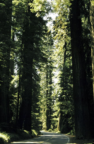 redwoods_500