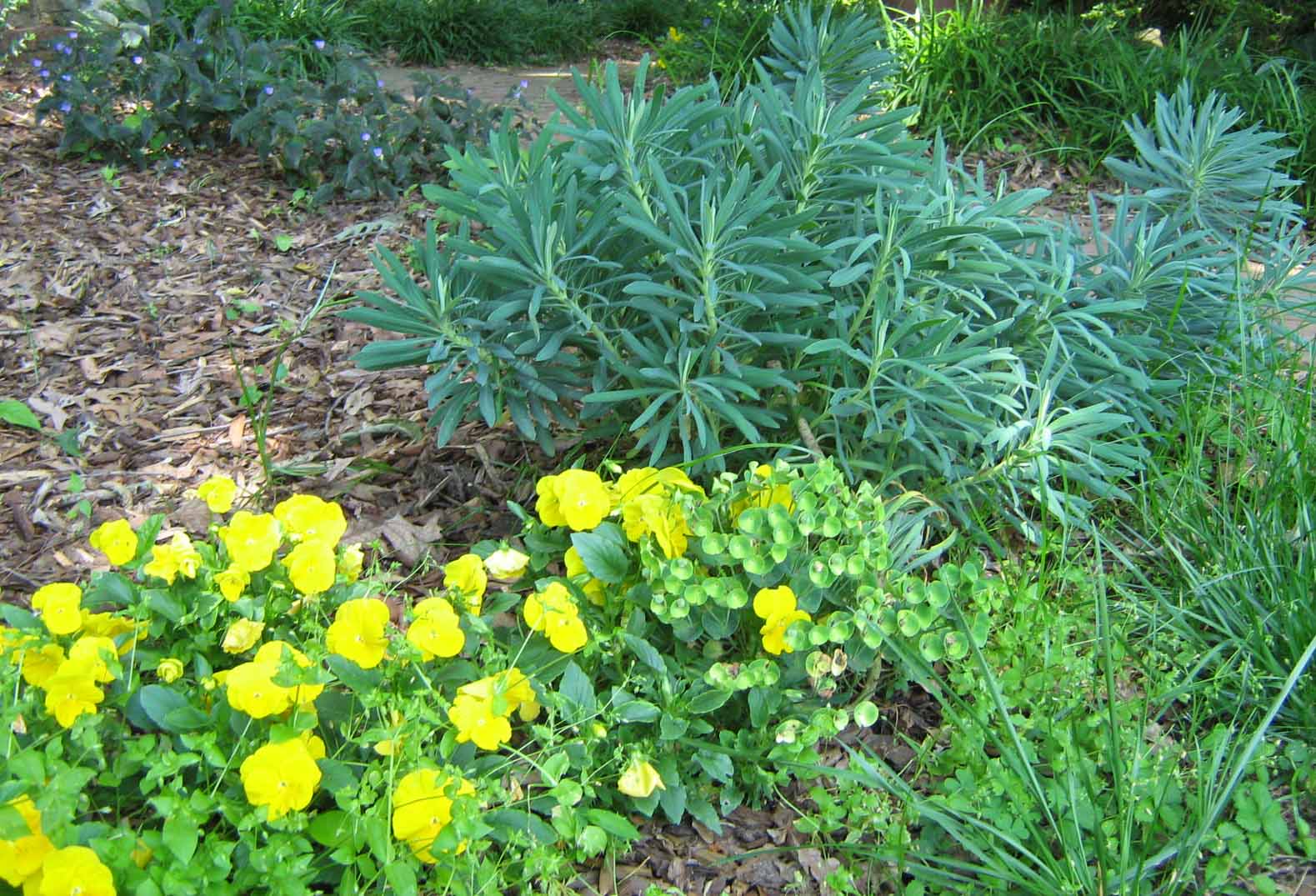 yellowflowerandplant1